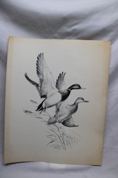 Reece Duck Print - Maynard Reece