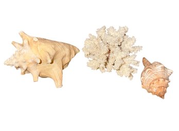 Conch Shells & Corral (BDR)