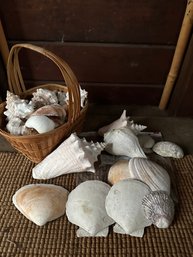 Sea Shells (T)