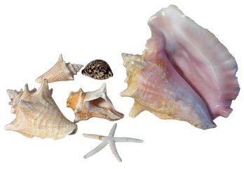 Large Conch Shell, Starfish, And Assorted Shells 6pc (LR)
