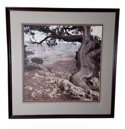Frank Quimby Tree & The Grand Canyon Signed & Framed Photography Print (LR)