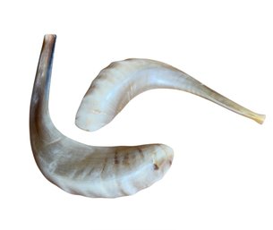 Israeli Ram Horn Pair (B)