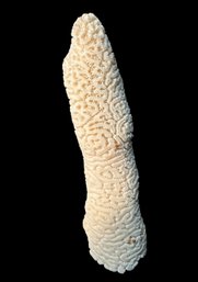 Tall Standing Brain Corral