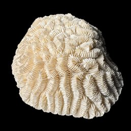 Brain Corral Specimen