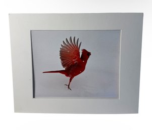 Janice Koskey Winter Cardinal Art Photography Print (DR)