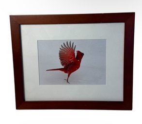 Janice Koskey Winter Cardinal Framed Art Photography Print (DR)
