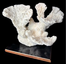 Large Coral Specimen On Wooden Base