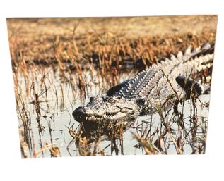 Nile Crocodile African Photography Print