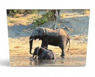 African Elephants Photography Print