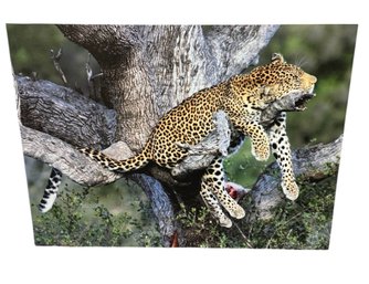 African Leopard Photography Print On Metal Sheet