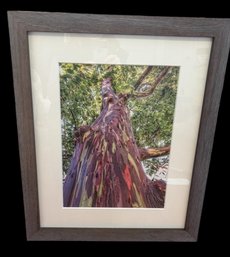 Rainbow Eucalyptus Photo On Watercolor Paper By Janice Koskey (BR2)