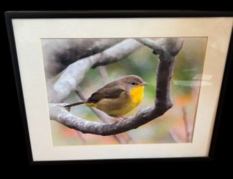Matted And Framed Print Of A Common Yellowthroat Bird By Unknown Artist (BR2)