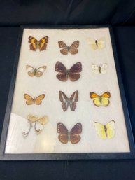 Butterfly Specimens