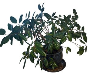 Large Blue Glazed Planter Pot Live Plant(DR)