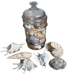 Glass Jar Full Of Seashells(BLR)