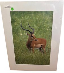 John Fletcher (1941-2021) Botswana Impala Original Photography