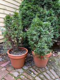 Arborvitae Planters Pair Of Live Plants   (By)