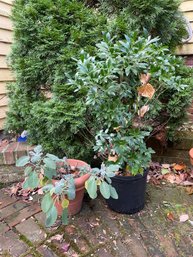 Winterberry & Sage Planters (by)