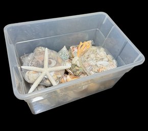 Bin Full Of Seashells & Ocean Treasures (B)