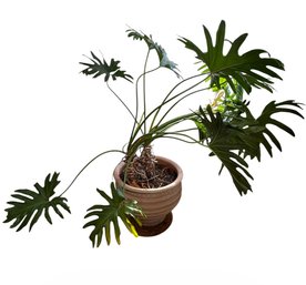 Large Live Plant In Terracotta Planter (DR)