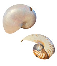 Nautilus Seashell Pair (DR)
