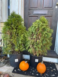 Arborvitae Potted Trees, Two Mini Pumpkins    (Fy)