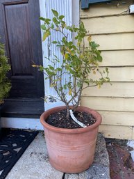 Julia Child O/R Rose (fy)