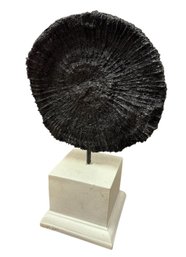 TMS Fossil Ammonite Sculpture
