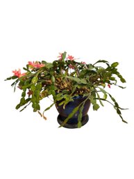 Christmas Cactus And Large Blue Glazed Planter Pot (DR)