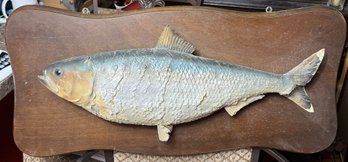 Large Taxidermy Fish On Wooden Board Wall Hanging