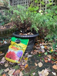 Potted Sawara Cypress & Miracle Grow 8 Qt   (By)