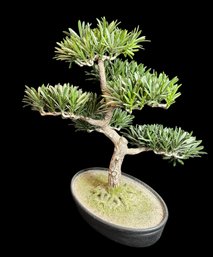 Faux Bonsai Tree In Planter