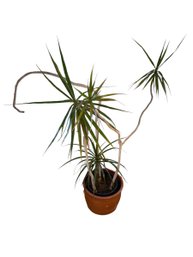 Live Dracena Plant In Plastic Planter (LR)