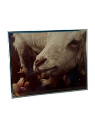 Framed Photograph Of Goat Eating A Flower (br1)
