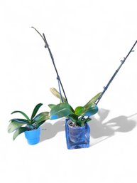 Two Live Orchids (DR)