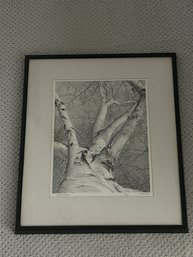 Birches, E Rising, Print, 126/250 (MB)
