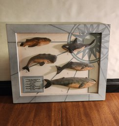 Vintage Hand Carved Wood Whale Species Shadow Box Wall Plaque Nautica & Malden