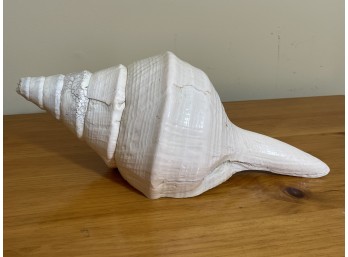 Shell Decor