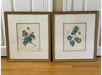 Framed Botanicals - Set Of 2