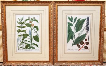 Antique 1730s Johann Weinmann Hand Colored Botanical Engravings Purchased From Sothebys