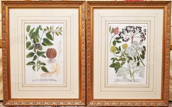 Antique 1730s Johann Weinmann Hand Colored Botanical Engravings Purchased From Sothebys