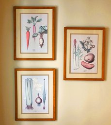 Set Of Three Framed Botanical Prints Featuring Detailed Illustrations Of Vegetables And Plants
