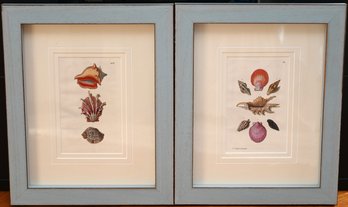 Seashell And Marine Specimen Framed Prints