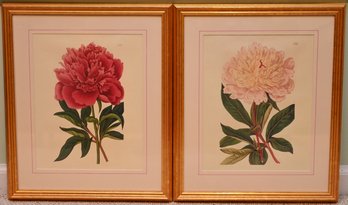 Pair Of Famed Peony Botanicals