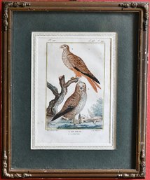 Le Milan Le Buse Vintage French Avian Lithograph