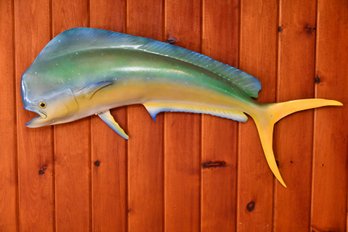 Mahi Mahi Taxidermy Mount