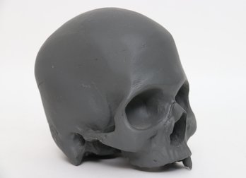 Human Skull Model