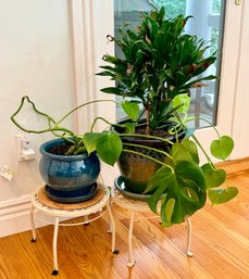 Two Plants In Ceramic Planter With Stands
