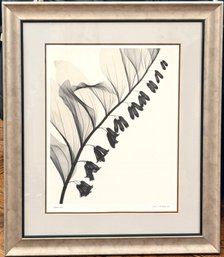 Solomon's Seal Framed Print By Judith McMilan