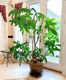 Large Plant In Ceramic Pot With Plant Dolly